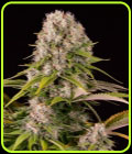 Diesel - Dinafem Seeds