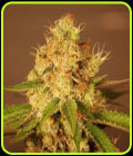 Diesel Auto - G13 Labs Seeds