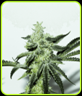 Dosi Sherbet - Elev8 Seeds