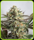 SALE - Dresden Green Diamond - Garden of Green - Cannabis Seed Sale Items