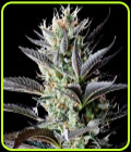 Dutch Blue Automatic - Spliff Seeds