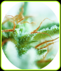 Early Sativa - Top Tao Seeds