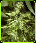 Fast Bud Outdoor - Spliff Seeds