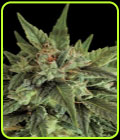 Fruit Automatic - Dinafem Seeds