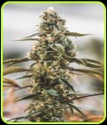 Fruity Punch - Elev8 Seeds