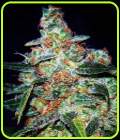 SALE - Funky Skunk Auto AKA Cheese Auto - Expert Seeds - Cannabis Seed Sale Items