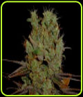 SALE - G13 Haze x Somango - Soma Seeds - Soma Seeds