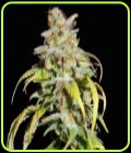 Harlequin CBD - Elev8 Seeds