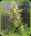 SALE - Gorilla Ice Cream - Expert Seeds - Expert Seeds