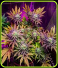 SALE - Gorillagasm - Top Shelf Elite Seeds - Cannabis Seed Sale Items