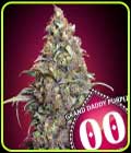 Grand Daddy Purple - OO Seeds