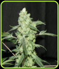 Grape Punch - Elev8 Seeds