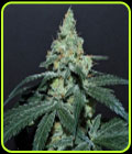 Grape Snow Cone - Elev8 Seeds