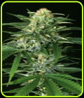 Gypsy Widow - Exotic Seed