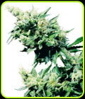 SALE - Hash Plant - Sensi Seeds - Cannabis Seed Sale Items