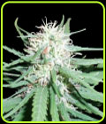 Haze no.1 - Spliff Seeds