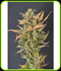 High Priority - 710 Genetics