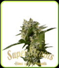 Ibiza Farmer's - Super Strains