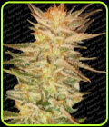 SALE - Ice Cream - Paradise Seeds - Cannabis Seed Sale Items