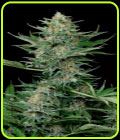 Industrial Plant - Dinafem Seeds