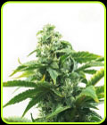 Jack Herer - Seed City Seeds