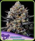 SALE - Jealousy Dankness - Anesia Seeds - Cannabis Seed Sale Items