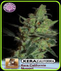 Kera California - California Nugget - Kera Seeds