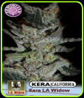 Kera California - LA Widow - Kera Seeds