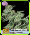 Kera California - Pineapple Sativa - Kera Seeds