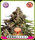 Kera California - Girl Scout Cookies - Kera Seeds