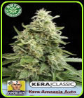 Kera Classic Auto - Amnesia Auto - Kera Seeds