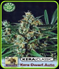 Kera Classic Auto - Kera Dwarf Auto - Kera Seeds