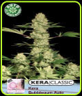 Kera Classic Auto - Bubblegum Auto - Kera Seeds