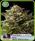 Kera Classic Auto - White Widow Auto - Kera Seeds