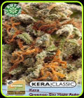 Kera Classic Auto - Greengo Bio Haze Auto - Kera Seeds