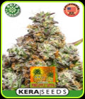 Kera Classic Auto - Pineapple Sativa Auto - Kera Seeds