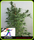 Kera Classic - CBD Harlequin - Kera Seeds