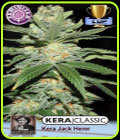 Kera Classic - Jack Herer - Kera Seeds