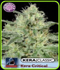 Kera Classic - Kera Critical - Kera Seeds