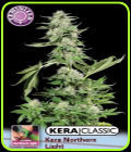 Kera Classic - Kera Northern Lights - Kera Seeds