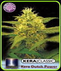 Kera Classic - Kera Dutch Power - Kera Seeds