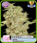 Kera Classic - Kera Bubblegum - Kera Seeds