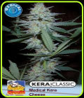 Kera Classic - Medical Crazy Mouse - Kera Seeds