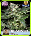 Kera Classic - OG Kush - Kera Seeds