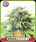 Kera Classic - Royal Amnesia Gold - Kera Seeds