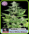 Kera Classic - Kera White Widow - Kera Seeds