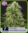 Kera Classic - White Thunder - Kera Seeds