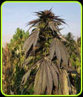 SALE - Khash - Afghan Selection - Cannabis Seed Sale Items