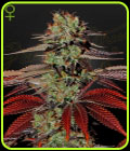 SALE - King’s Kush Auto - Green House Seeds - Cannabis Seed Sale Items