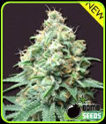 Kush Bomb - Bomb Seeds